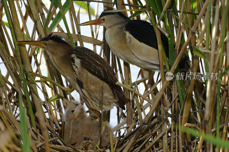 窝里的小卤鸟(Ixobrychus minutus)